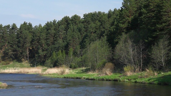 River And Pine Trees Forest At Spring 2