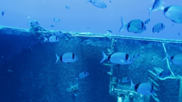 Zenobia Shipwreck With School Of Fishes, Paphos