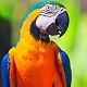 Parrot