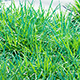 realistic grass for corona - 3DOcean Item for Sale