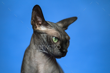 rtrait of smart domestic cat on blue background. Concept of emotional support animal.