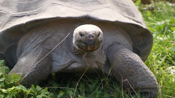 4K - Giant Galapagos tortoise moves on a camera