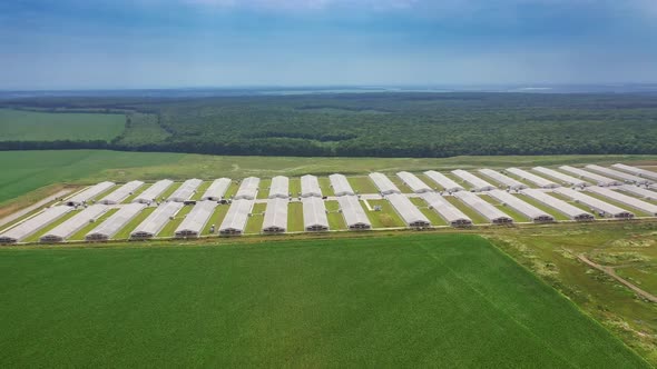 Huge area of modern farm for livestock. Large territory with new buildings for poultry farming