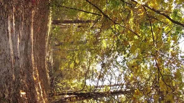 Vertical Video of a Forest with Many Trees in Autumn