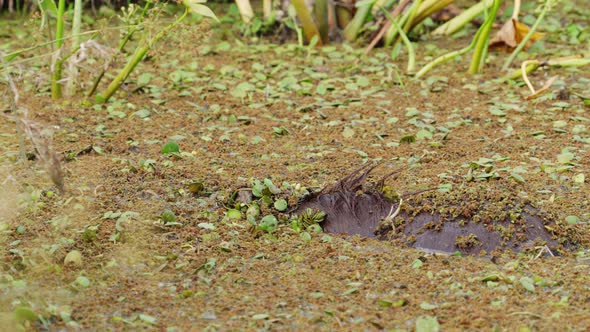 Playful capybara, hydrochoerus hydrochaeris bathing and showering in the mire, submerged underwater