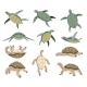 Turtles in Various Poses Characters Collection - GraphicRiver Item for Sale