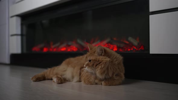 Сat of the Kuril Bobtail breed is warming up by the fireplace