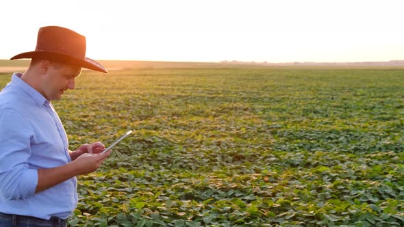 Agronomistbusinessman with a Tablet Walks Around a Field of Legumes