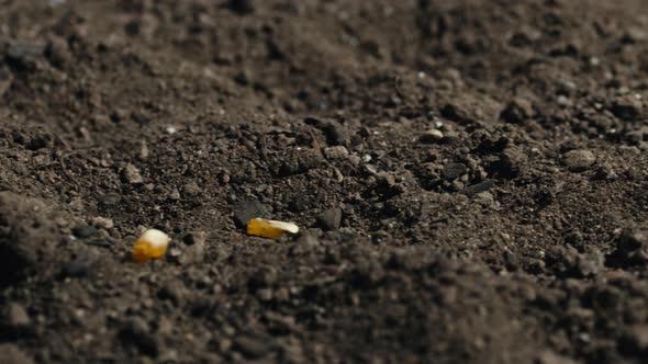 Close Up of Hand Planting Corn Seed Into the Ground