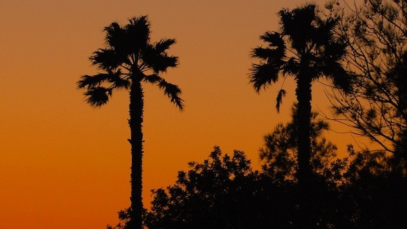 Tropical Sunset Background with Palm Trees