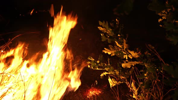 Forest fire. Fire destroys trees and forest animals. Plane crash fire