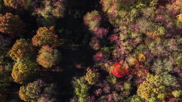 Drone Aerial Above Fall Trees Facing Down