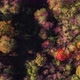 Drone Aerial Above Fall Trees Facing Down - VideoHive Item for Sale