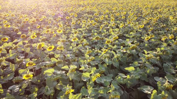 Agricultural field with blooming sunflowers, drone flying over sunflower caps,