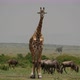 Giraffe Chewing looking at Viewer - VideoHive Item for Sale