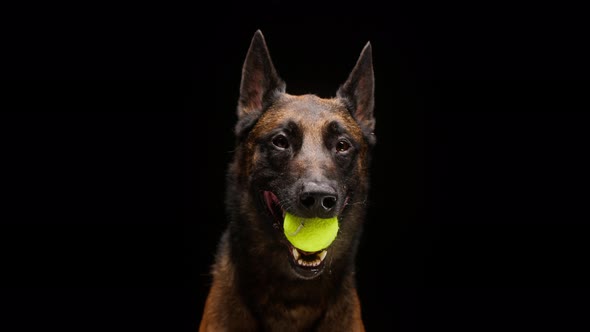 Portrait of a Malinois Bard Dog Holding Yellow Ball in Mouth on Black Background