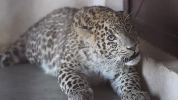 Leopard in Cage Roaring