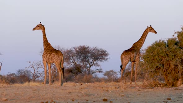 Two Giraffes Standing at Sunset in Savannah of Etosha Namibia