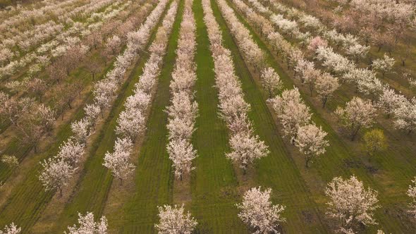 Aerial View of the Orchard Flowering in Spring