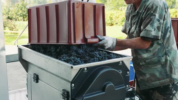 Pouring Ripe Grapes Into Grinder