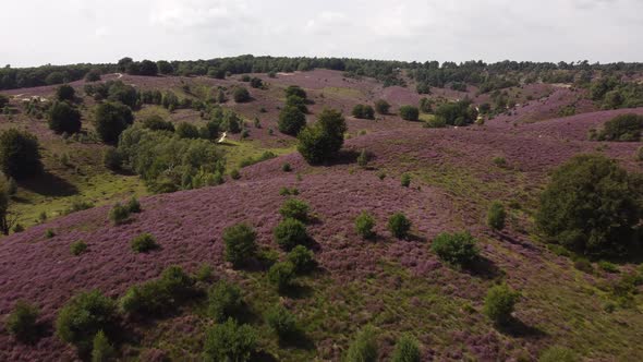 Purple blooming heathland at national park the Posbank in the Netherlands