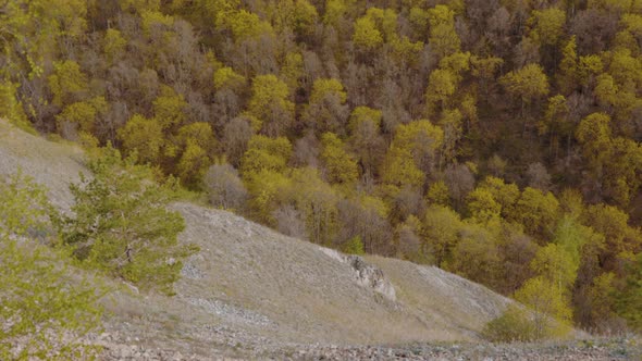 View From the Top of the Mountain to a Large Forest