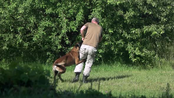 Man and Dog Are Playing with a Training Stick.