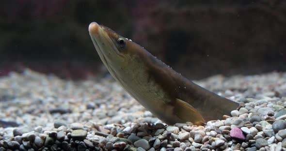 Common Eel or European Eel, anguilla anguilla, Adult buried in the ground, slow motion 4K