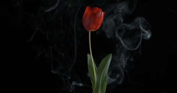 Burning flower for party. 