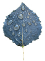 Isolated Wet Leaf - PhotoDune Item for Sale
