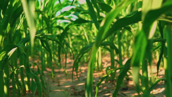 Panorama on Corn Plant