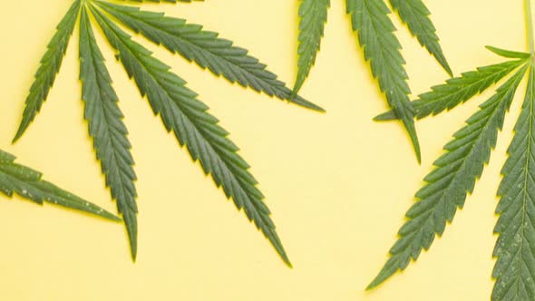 Young Juicy Green Leaves of Marijuana Lie on a Pastel Yellow Background