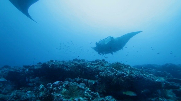 Manta Rays Swimming in Ocean Blue, Maldives alt