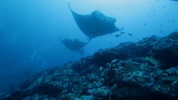 Manta Rays Swimming in Ocean Blue, Maldives alt