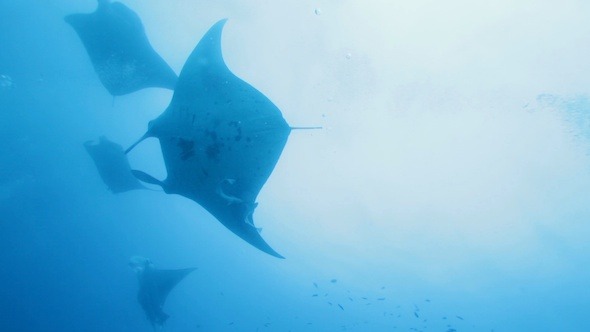 Manta Rays Swimming in Ocean Blue, Maldives