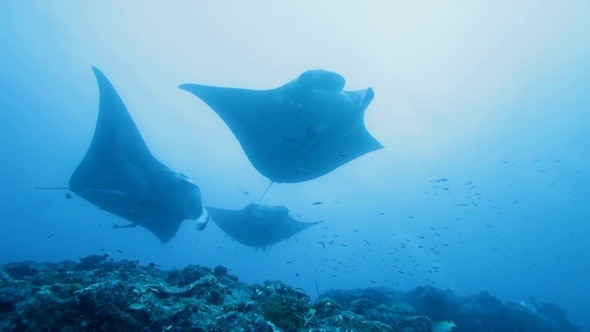 Manta Rays Swimming in Ocean Blue, Maldives