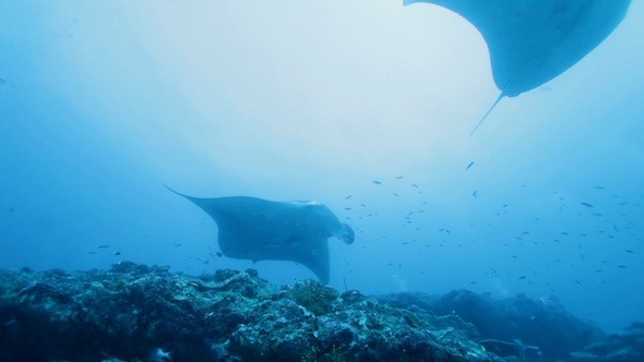 Manta Rays Swimming in Ocean Blue, Maldives