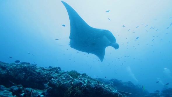 Manta Rays Swimming in Ocean Blue, Maldives