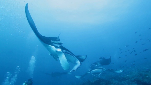 Manta Rays Makes Dead Loop, Maldives