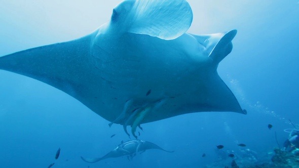 Big Manta Ray Closeup, Maldives 