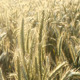 Wheat Field - VideoHive Item for Sale