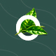 OchaHouse - Organic Tea Store eCommerce Figma Template - ThemeForest Item for Sale