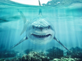 Great white - PhotoDune Item for Sale