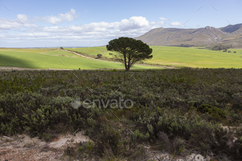 estern Cape, South Africa.