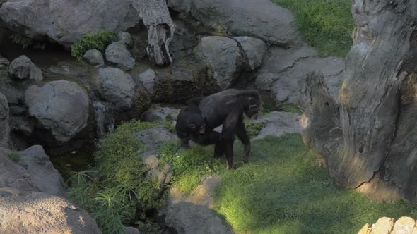 Chimp parent with baby