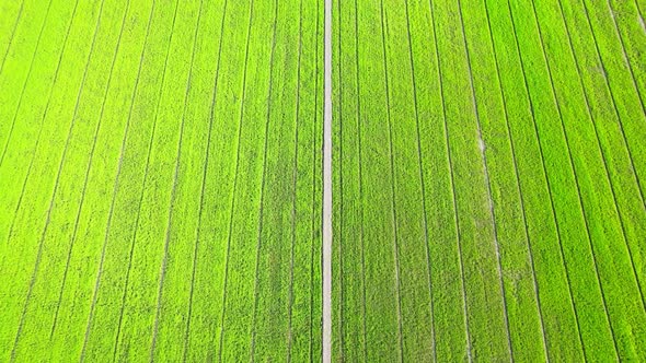 Aerial view of agriculture in rice fields for cultivation. Natural texture