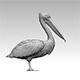 pelican - 3DOcean Item for Sale