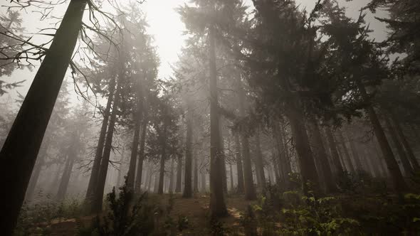 Sunbeams in Natural Spruce Forest