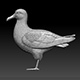 Seagull - 3DOcean Item for Sale