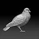 dove Pigeon - 3DOcean Item for Sale